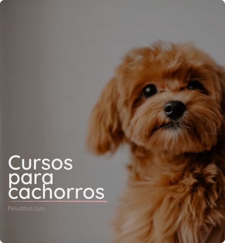Curso de educación para cachorros